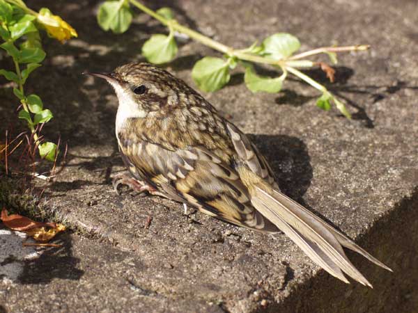 Tree Creeper resting on Wall